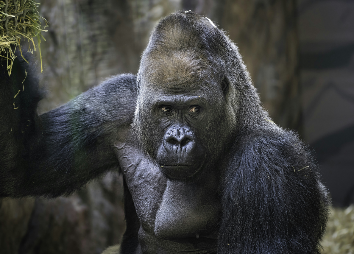 Moments Beyond Borders gorilla and primate tracking service image